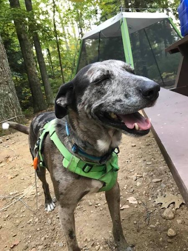 rufus
